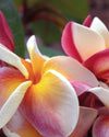 Plumeria J105 arancione-bianca-rosa (Frangipani, Pomelia)