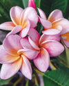 Divine - MaxBestPlants.com