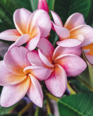 Divine - MaxBestPlants.com
