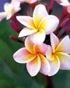 Divine - MaxBestPlants.com