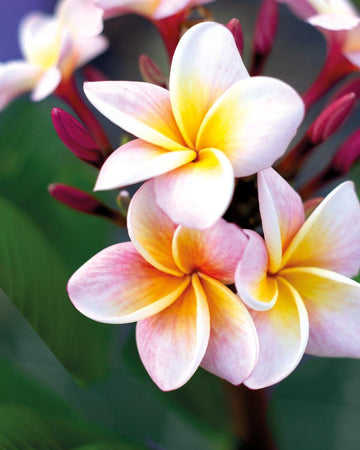 Divine - MaxBestPlants.com