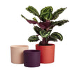 Vaso da fiori - Elho - Lex Pott - Set 14 - Rosso Rosa Viola - L 14 x P 13,8 x A 12 cm - Per interni - 100% riciclato