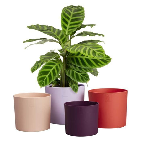 Vaso da fiori - Elho - Lex Pott - Set 15 - Viola Rosso Rosa Viola - L 15 x P 14,8 x A 14 cm - Per interni - 100% riciclato