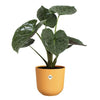 Vaso da fiori - Elho - Jazz Round - Giallo - L 35 x P 34,5 x H 32 cm - Interno - 100% riciclato