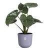 Vaso da fiori - Elho - Jazz Round - Viola - L 35 x P 34,5 x H 32 cm - Interno - 100% riciclato