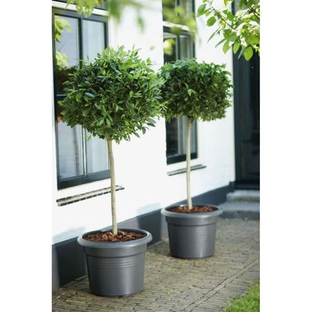 Nozioni di base verde rotonda pentola di fiori - Plastica - 45 - Terracotta morbida