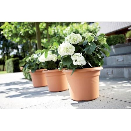 VIBE POTTO FOWER ROULD - Plastica - 30 - POLLA POLVERE