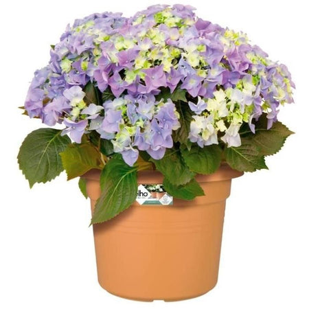 VIBE POTTO FOWER ROULD - Plastica - 30 - POLLA POLVERE