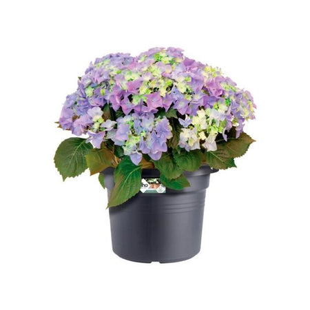 Fioriera Elho Green Basics Cilinder 65 - Nera - 64 x H 49 cm - da esterno - 100% riciclata