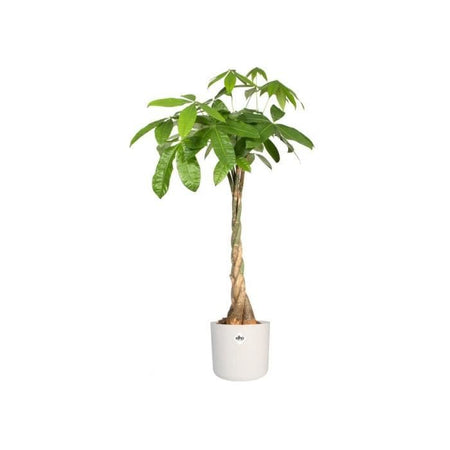 Pot di fiori rotondi B.For - Plastica - 25 - bianco