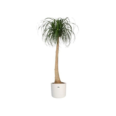 Vaso da fiori ELHO B.for Soft Round 35 - Bianco -  35 x H 32 cm - interno - 100% riciclato