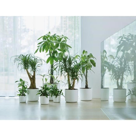 Vaso da fiori ELHO B.for Soft Round 35 - Bianco -  35 x H 32 cm - interno - 100% riciclato