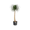 Vaso da fiori rotondo ELHO B.for Soft - Nero -  35 x H 32 cm - interno - 100% riciclato