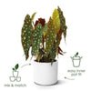Vaso da fiori rotondo ELHO B.for Soft - Nero -  35 x H 32 cm - interno - 100% riciclato