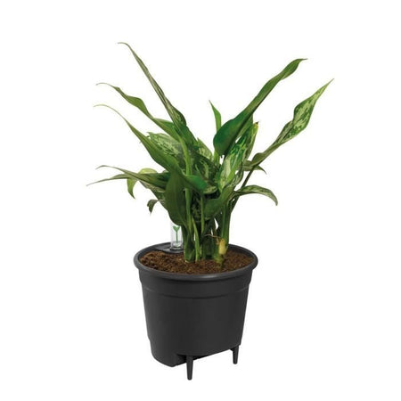Inserto autoirrigante 28 living black