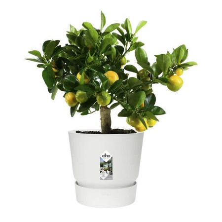 Vaso da fiori rotondo ELHO Greenville 30 - Esterno -  29,5 x H 27,8 cm - Bianco