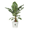 Vaso per fiori rotondo ELHO Greenville 40 - Esterno -  39 x H 36,8 cm - Bianco