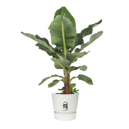 Vaso per fiori rotondo ELHO Greenville 40 - Esterno -  39 x H 36,8 cm - Bianco