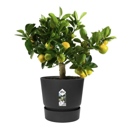 Vaso di fiori rotondo ELHO Greenville 25 - Esterno -  24,48 x H 23,31 cm - Nero vivente