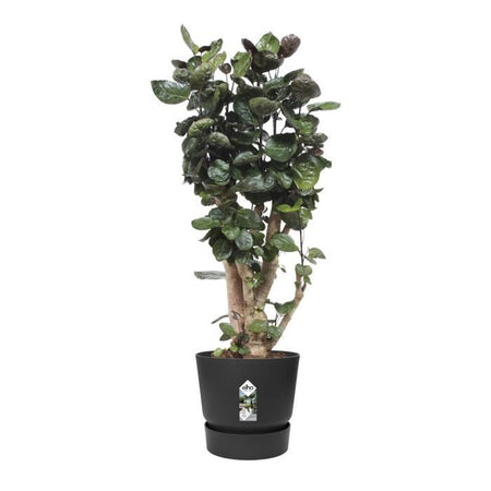 Vaso per fiori rotondo ELHO Greenville 40 - Esterno -  39 x H 36,8 cm - Nero vivente
