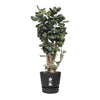 Vaso per fiori rotondo ELHO Greenville 40 - Esterno -  39 x H 36,8 cm - Nero vivente