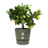 Vaso da fiori rotondo ELHO Greenville 30 - Esterno -  29,5 x H 27,8 cm - Verde foglia