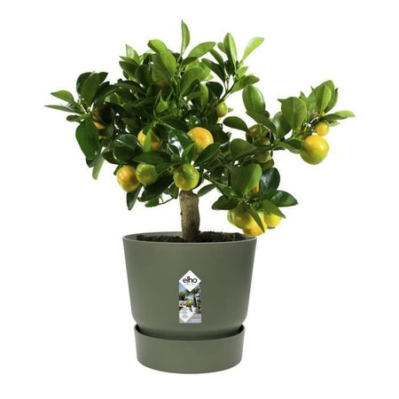 Vaso da fiori rotondo ELHO Greenville 30 - Esterno -  29,5 x H 27,8 cm - Verde foglia