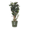 ELHO Portavaso rotondo Greenville 40 - Outdoor -  39 x H 36,8 cm - Verde foglia