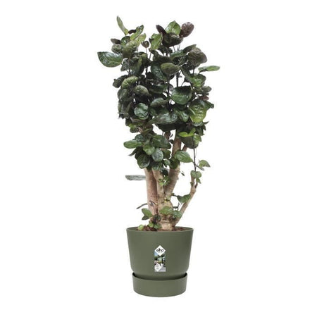 ELHO Portavaso rotondo Greenville 40 - Outdoor -  39 x H 36,8 cm - Verde foglia
