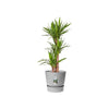 Vaso per fiori rotondo ELHO Greenville 30 - Esterno -  29,5 x H 27,8 cm - Grigio cemento vivente
