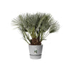 Vaso per fiori rotondo ELHO Greenville 40 - Esterno -  39 x H 36,8 cm - Grigio cemento vivente