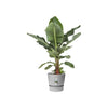 Vaso per fiori rotondo ELHO Greenville 40 - Esterno -  39 x H 36,8 cm - Grigio cemento vivente