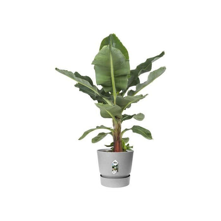 Vaso per fiori rotondo ELHO Greenville 40 - Esterno -  39 x H 36,8 cm - Grigio cemento vivente