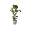 Vaso per fiori rotondo ELHO Greenville 40 - Esterno -  39 x H 36,8 cm - Grigio cemento vivente