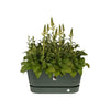 Greenville Terrase 80 Ruote verde foglia
