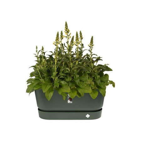 Greenville Terrase 80 Ruote verde foglia