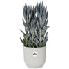 VIBE POTTO DI FOWER ROULD - Plastica - 22 - BIANCO