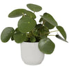 VIBE POTTO DI FOWER ROULD - Plastica - 22 - BIANCO