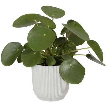 VIBE POTTO DI FOWER ROULD - Plastica - 22 - BIANCO