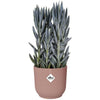 VIBE POTTO FOWER ROULD - Plastica - 25 - POLLA POLVERE