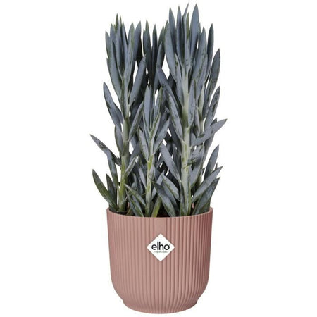 VIBE POTTO FOWER ROULD - Plastica - 25 - POLLA POLVERE