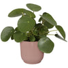 VIBE POTTO FOWER ROULD - Plastica - 25 - POLLA POLVERE