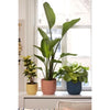 VIBE POTTO FOWER ROULD - Plastica - 25 - POLLA POLVERE