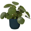 VIBE ROUME FLOWER POT - Plastica - 25 - Blu scuro