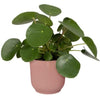 VIBE POTTO DI FOWER ROULD - Plastica - 30 - Blu scuro