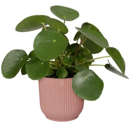 VIBE POTTO DI FOWER ROULD - Plastica - 30 - Blu scuro