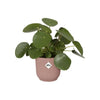 ELHO Vibes Fold Vaso da fiori rotondo Wheels 35 - Rosa -  35 x H 32 cm - interno - 100% riciclato