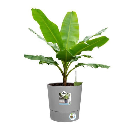 ELHO - Vaso da fiori - Greensense Aqua Care Round 30 - Cemento chiaro - Interno/esterno - 29,5 x H 29,1 cm