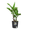 ELHO - Vaso da fiori - Greensense Aqua Care Round 30 - Grigio antracite - Interno/esterno -  29,5 x H 29,1 cm