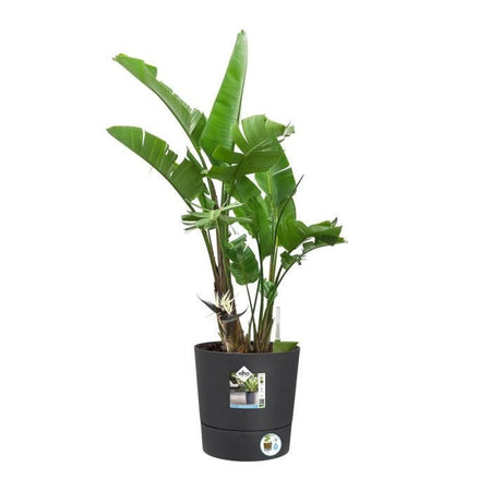 ELHO - Vaso da fiori - Greensense Aqua Care Round 30 - Grigio antracite - Interno/esterno -  29,5 x H 29,1 cm